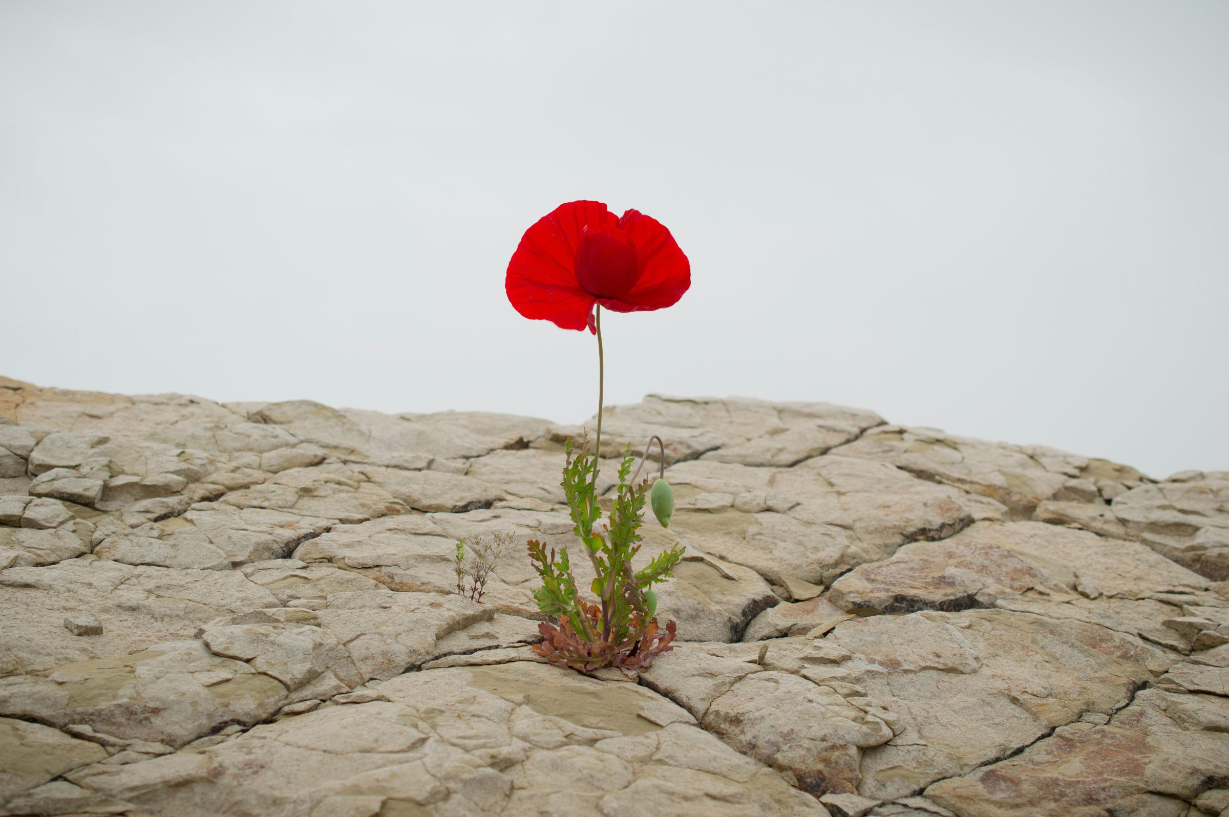 Resilience Labs vs a Standalone Workshop: How to Choose
